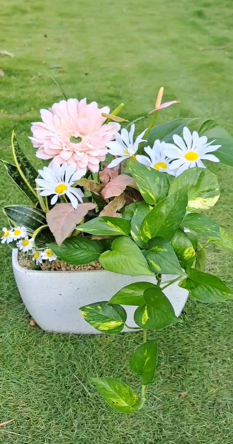 【人氣爆棚🔥招財組盆】四種旺運植物幫你招財、開運、引貴人!