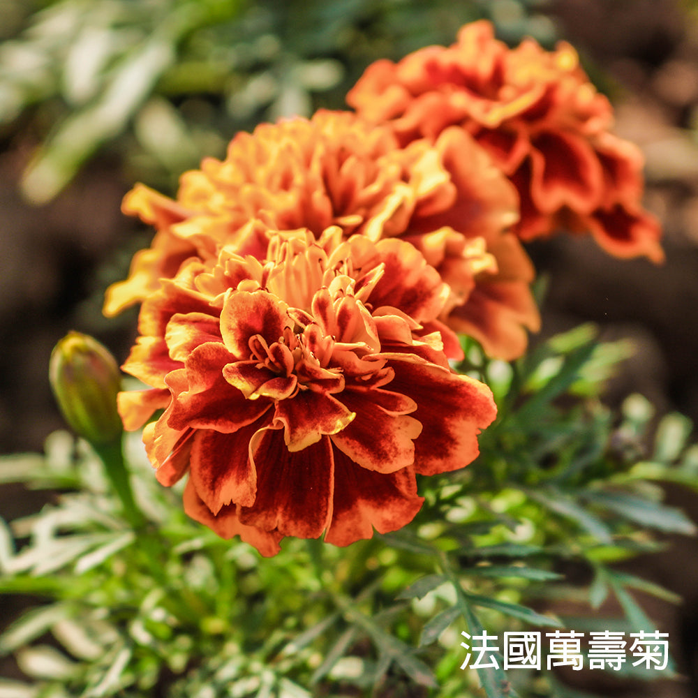 香草植物開花時間表