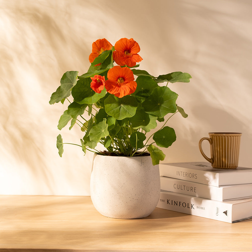 金蓮花怎麼養?掌握這 3 個簡單技巧,打造好看又好吃的「廚房花園」