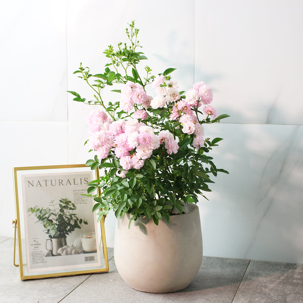 【✨獻給每一個愛家的你,天使薔薇的優雅物語✨】