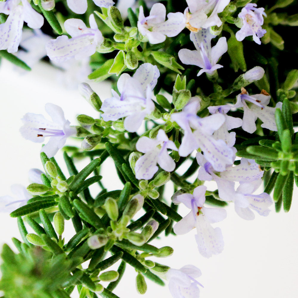 寵物和小朋友都可以的超棒香草|迷迭香怎麼用