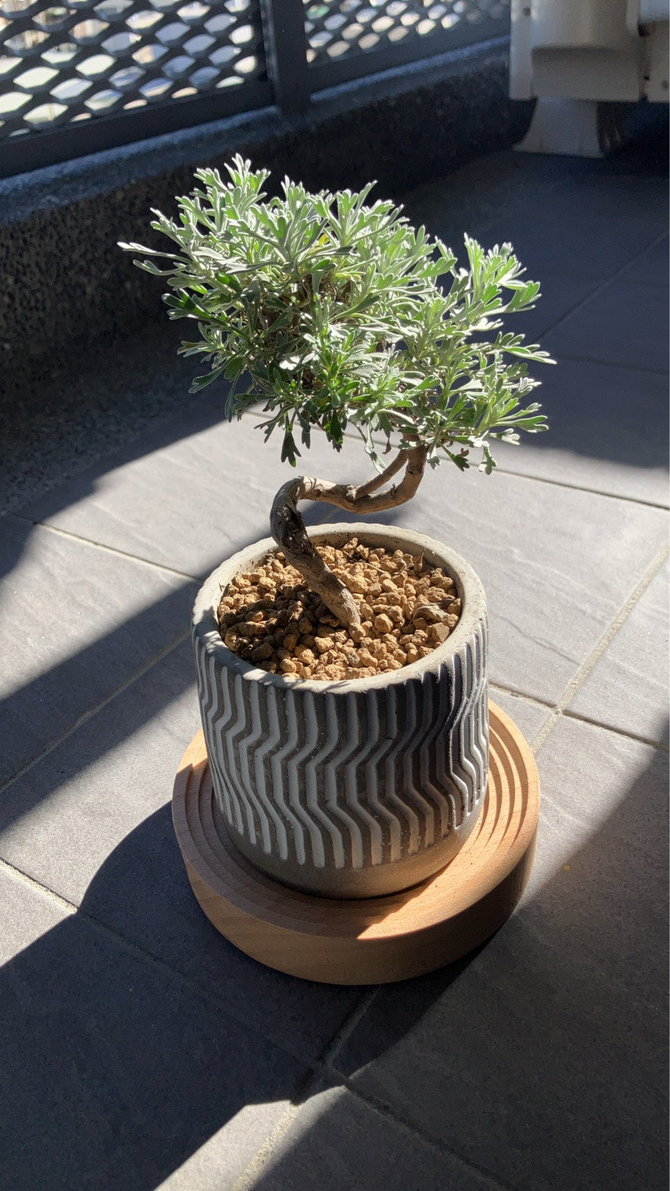 【日本小葉芙蓉的夏日求生術🌿】