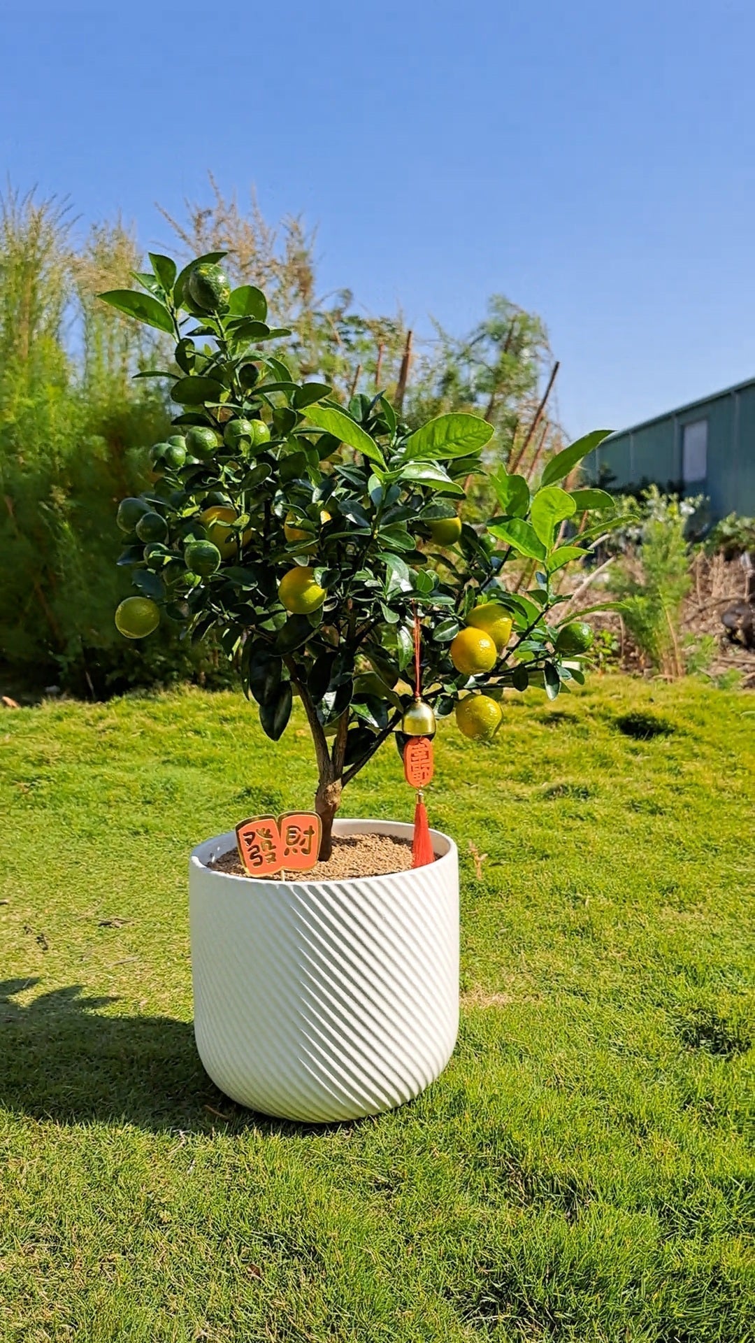 別再送切花啦!2026 最強「活體招財禮」:種一盆金蛋蜜桔,許你整年財庫滿滿