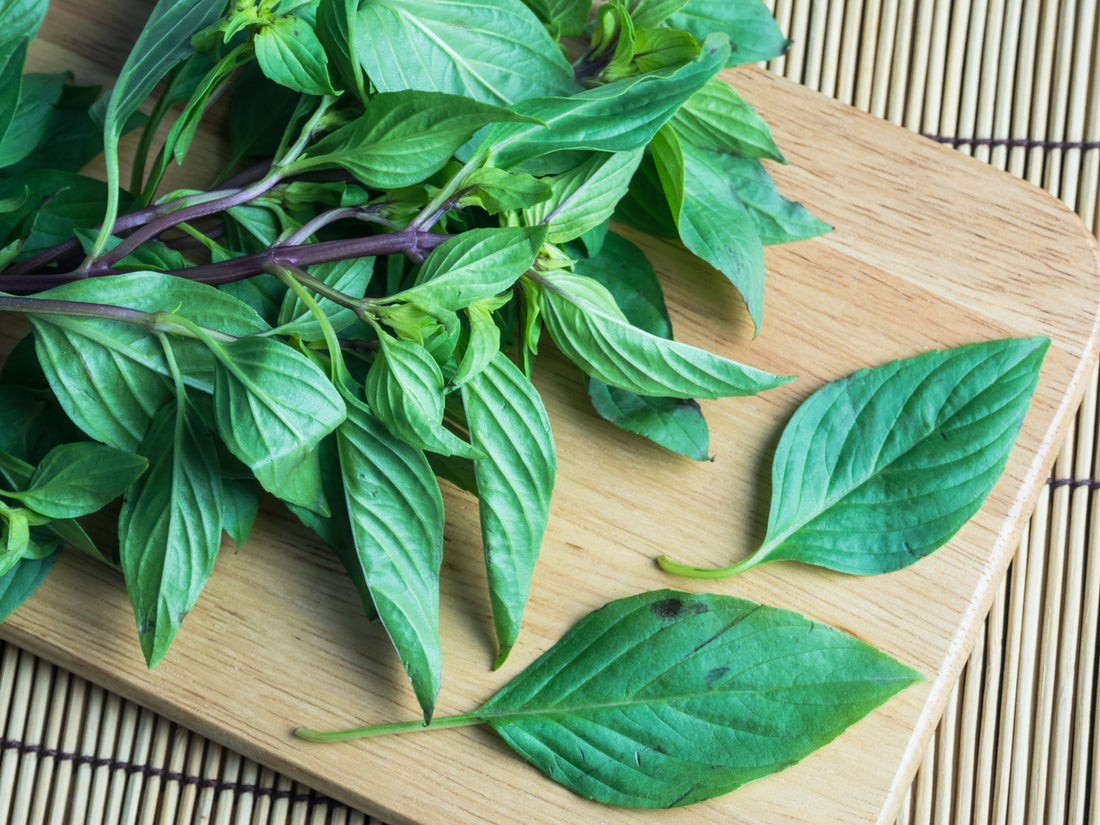 【九層塔爆葉秘訣🌿】掌握 3 大關鍵技巧:葉子又大又香、永不開花的老闆級種法!