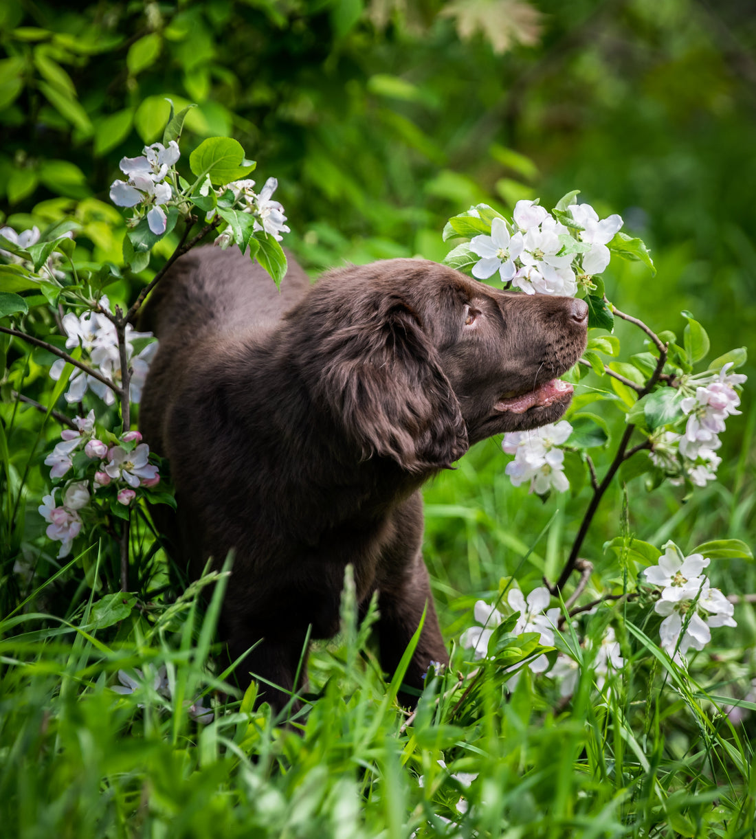 狗狗可以吃薄荷嗎?