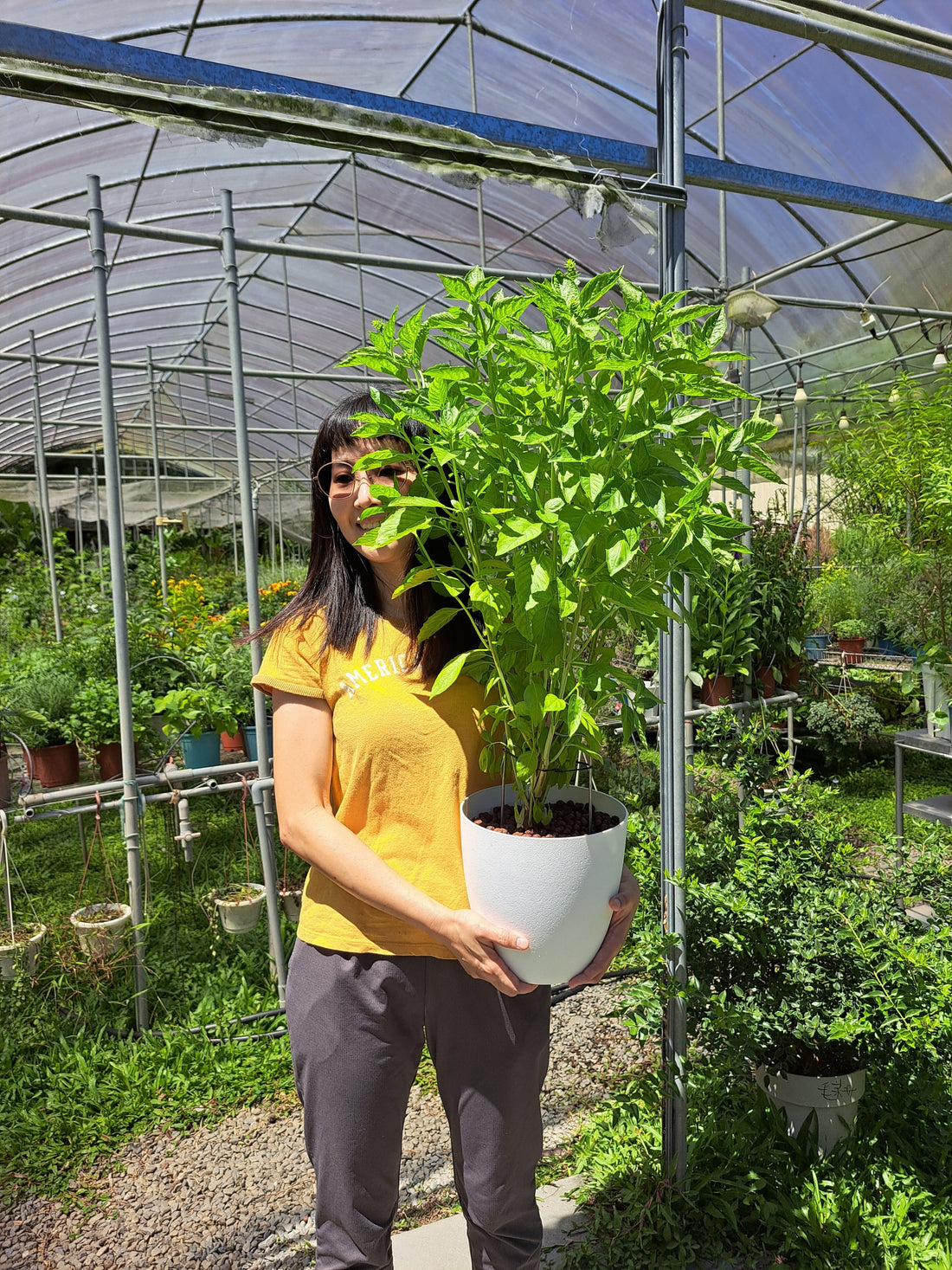 夏天種植甜羅勒的3個技巧