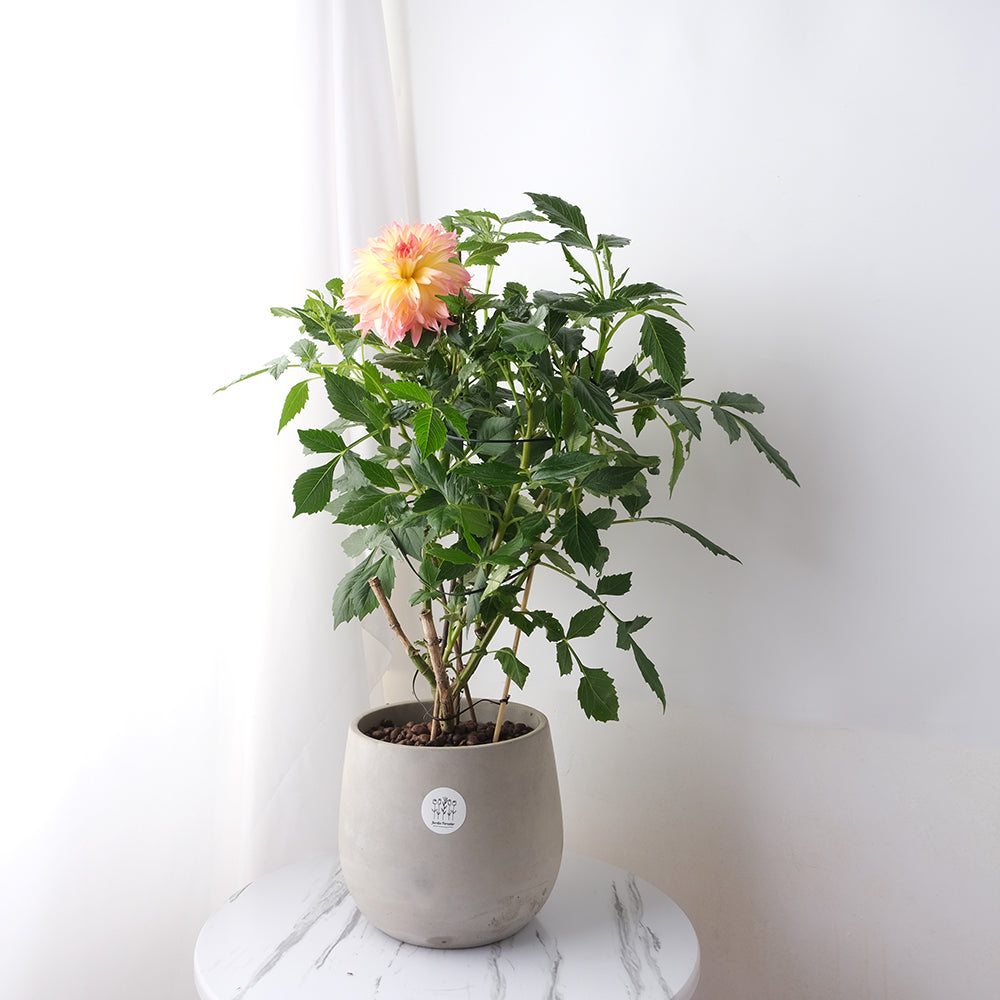 大理花渡夏種植的5個方法