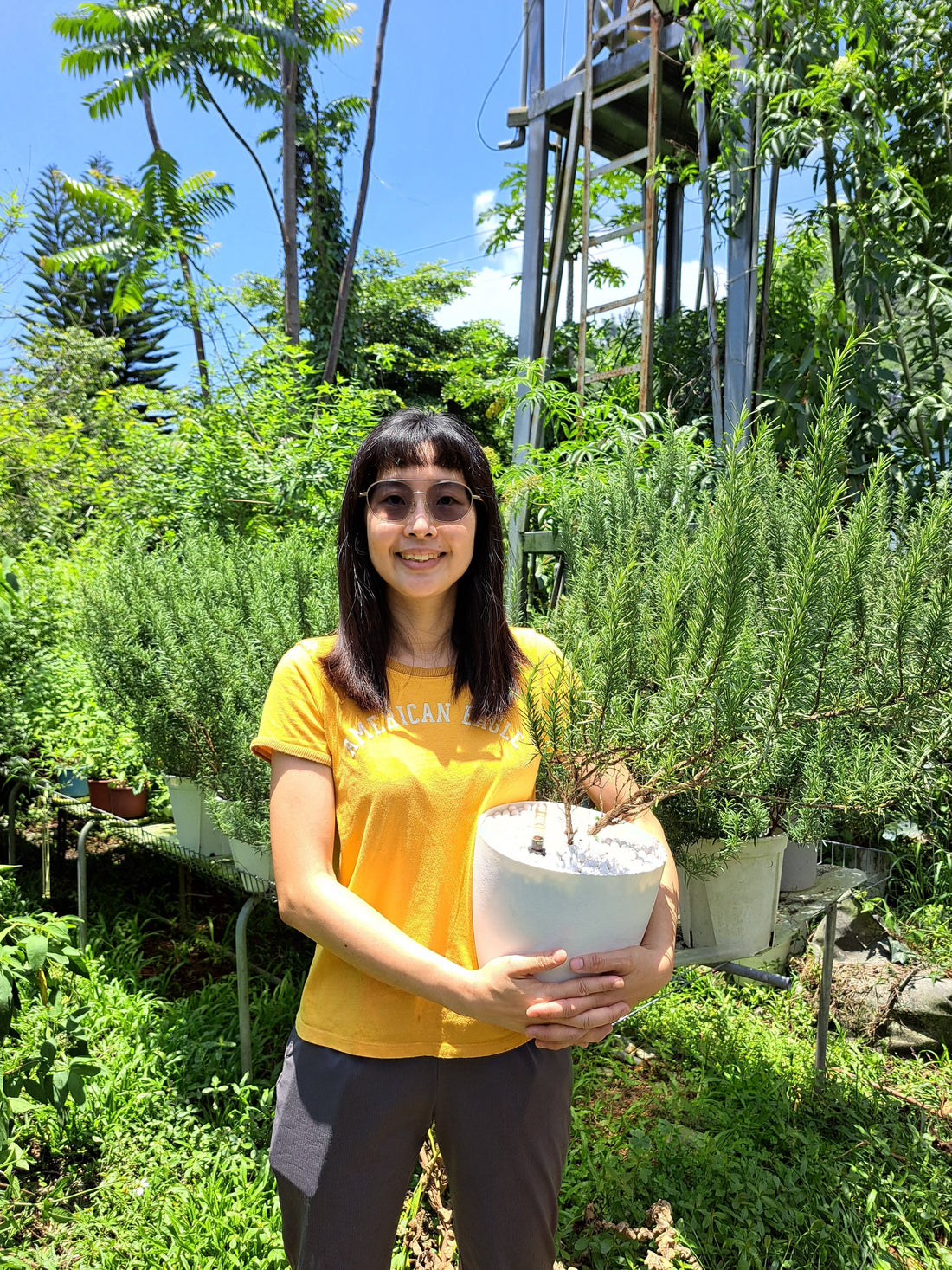 迷迭香種植的4個技巧