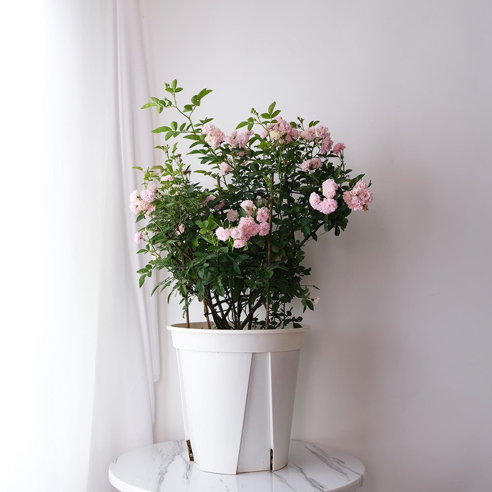 夏天照顧玫瑰的4個小秘訣