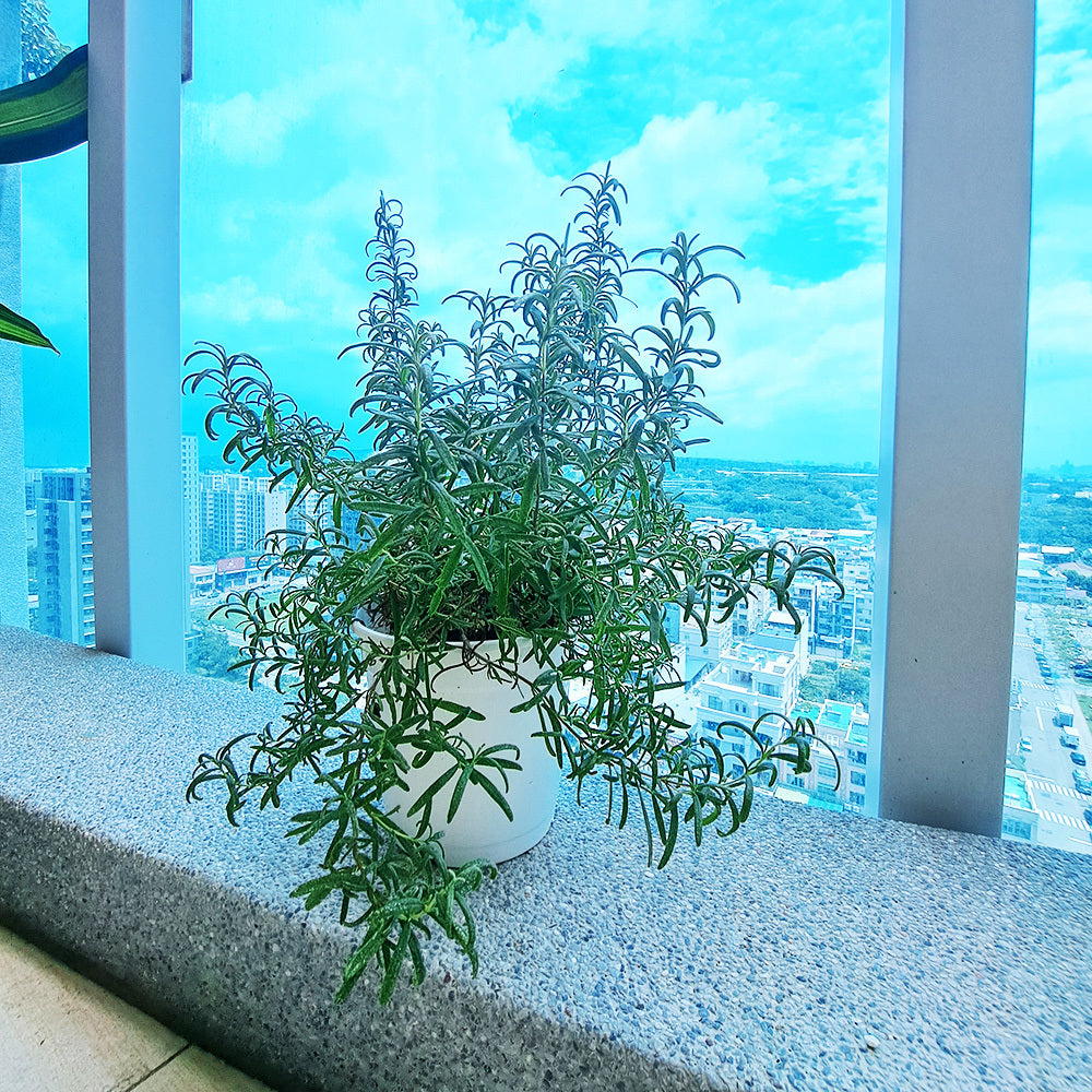 朝北陽台照顧迷迭香的3種方法