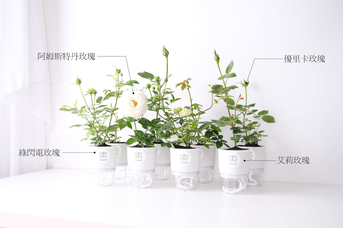 水耕玫瑰新上市