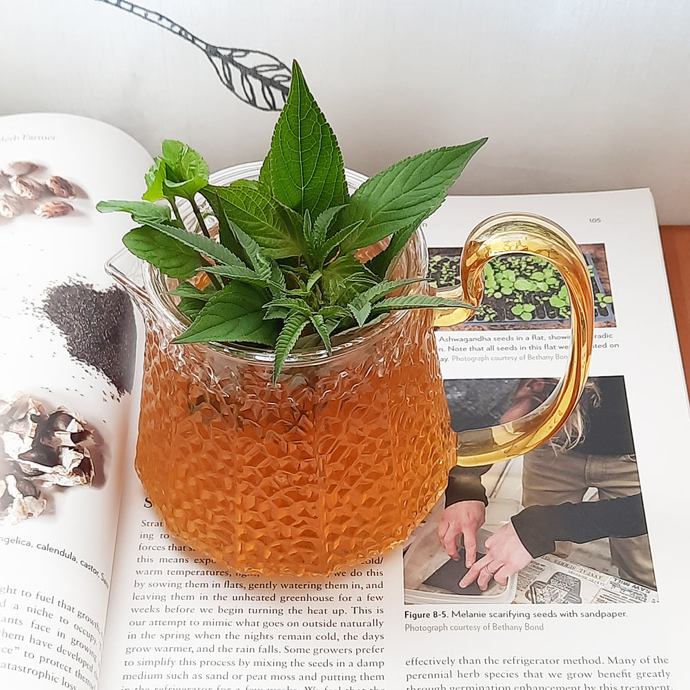 熱帶水果綠茶 | 快速好喝的香草茶 | 15分鐘完成