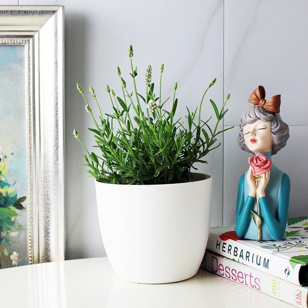 粉紅佳人薰衣草 | 粉紅色的花苞 | 現在開花中