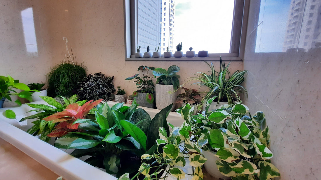 自從養了室內植物之後,浴缸都是她們在住🤣
