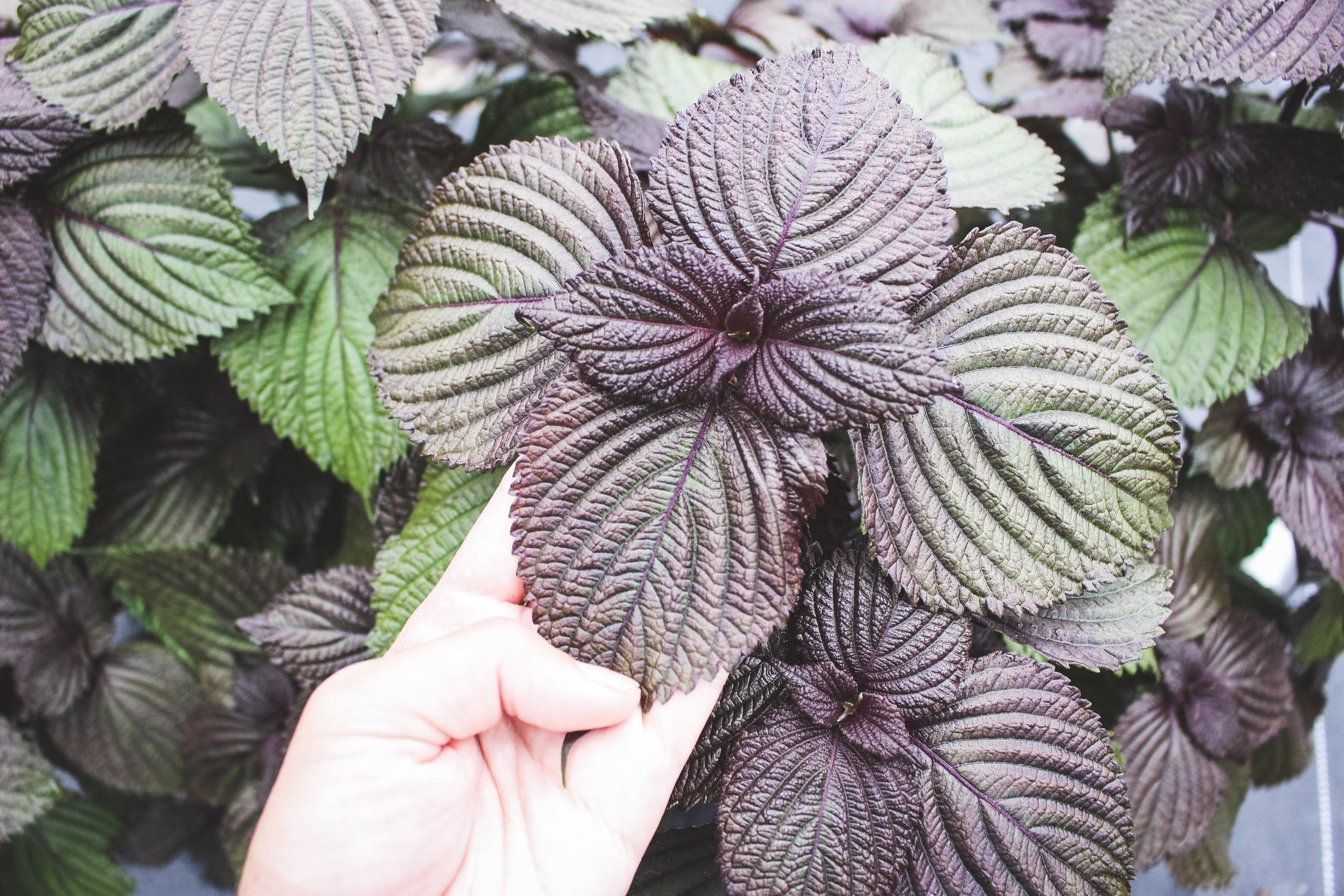 紫蘇超好用|好種植|適合新手|泡茶和入菜