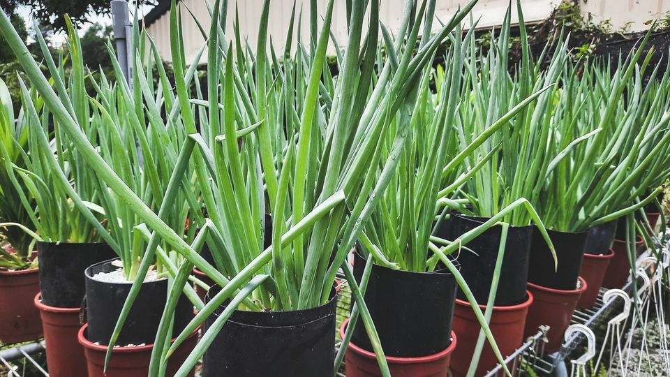 挑蔥大學問|品種不同差很多|長蔥白的秘密|下單備註送給您