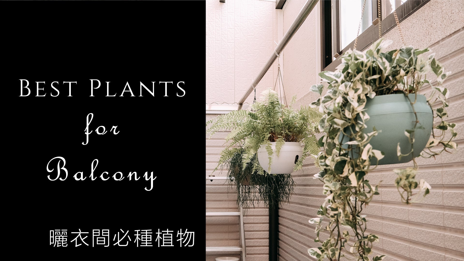 曬衣間必種植物 | 陽台植物推薦 | 觀葉植物照顧技巧 | Best plants for balcony