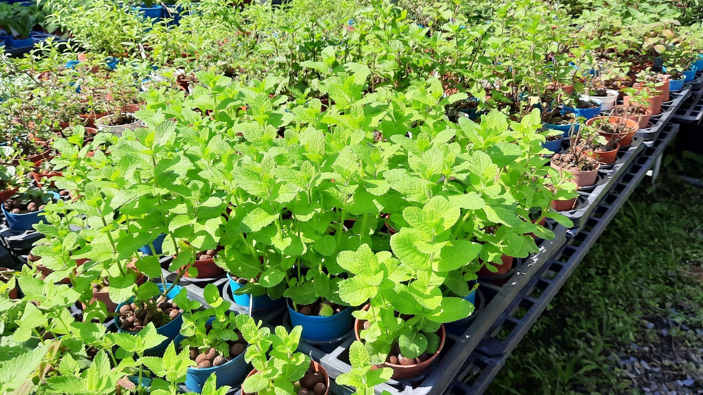 令人充滿感激的水耕植物