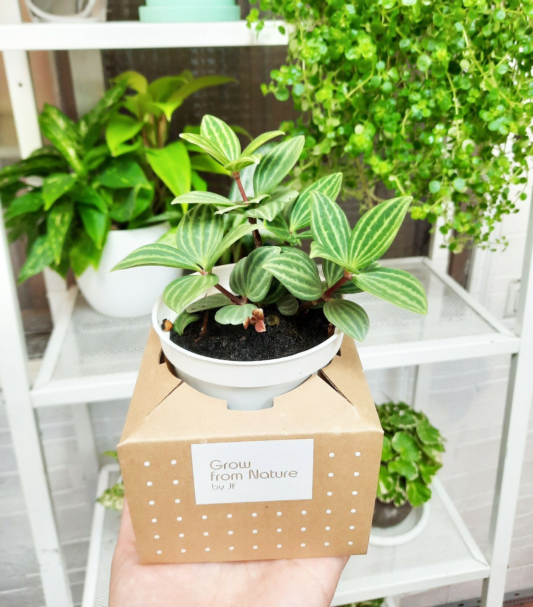 寒流來了,植物怎麼辦