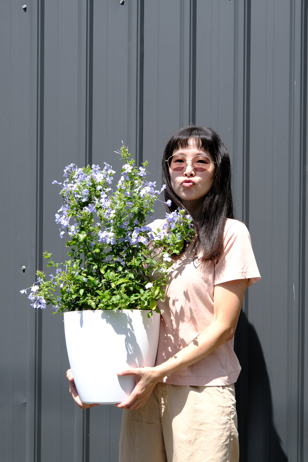 掌握三個技巧,讓家中的藍雪花開滿花