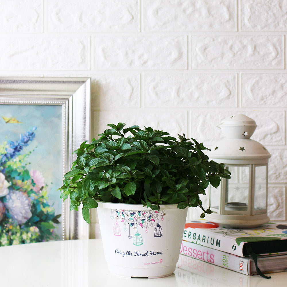 瑞士薄荷 | 回甘薄荷 | 陽光植物