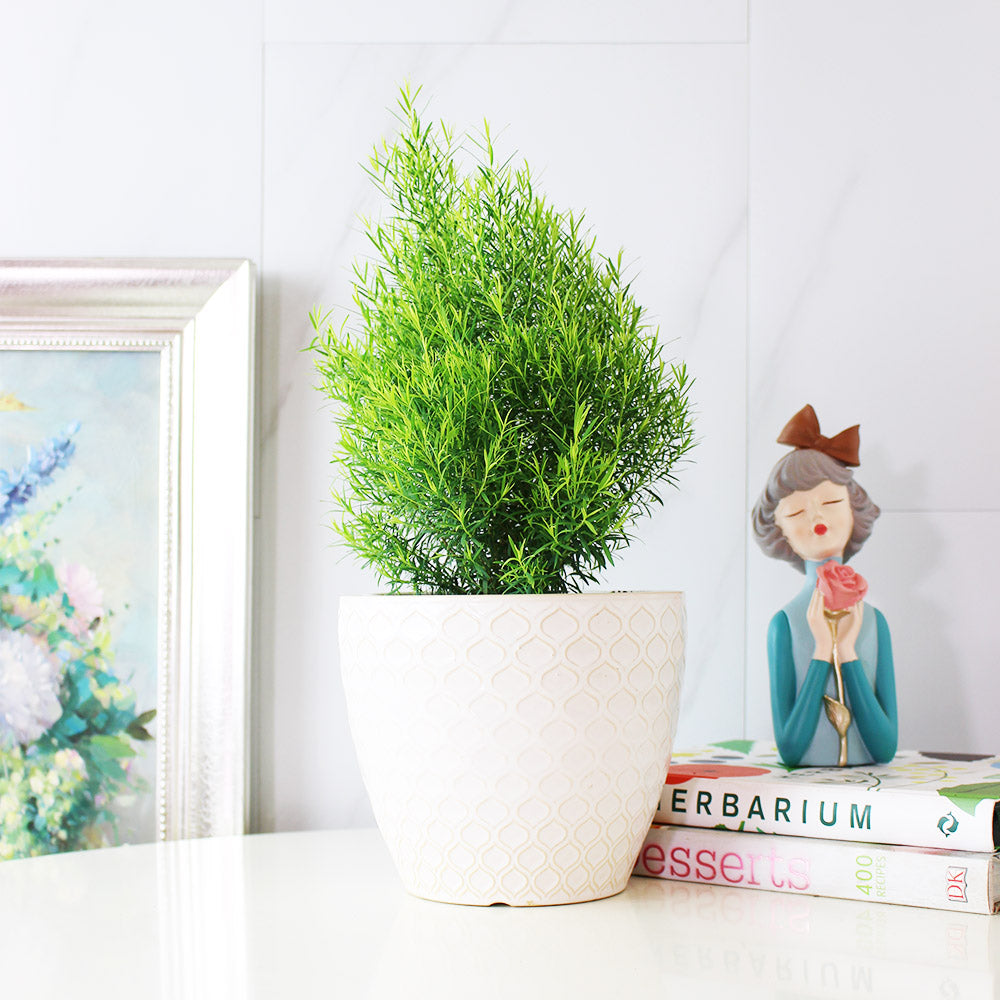 澳洲茶樹 | 天然沙威隆的味道 | 用手搓葉片就有香氣|陽光植物