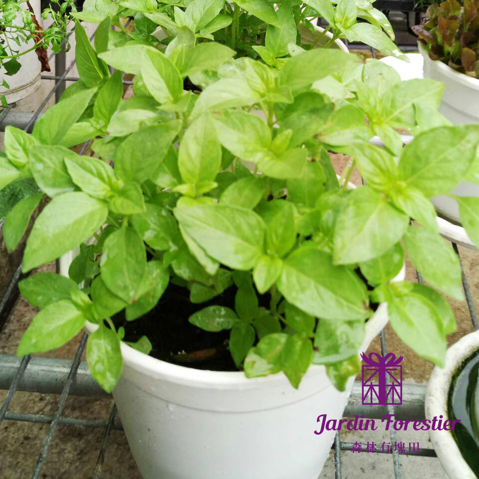 檸檬蘿勒 | 檸檬香氣 | 老撾菜餚 | 陽光植物