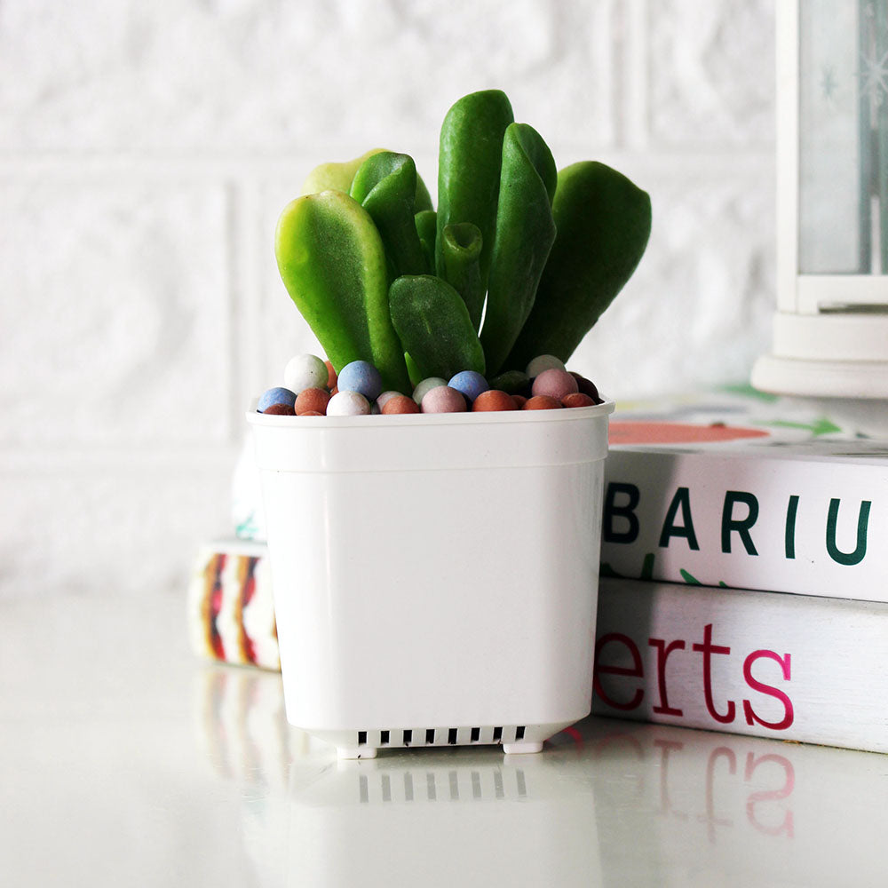 史瑞克多肉 | 史瑞克的耳朵 | 陽光植物