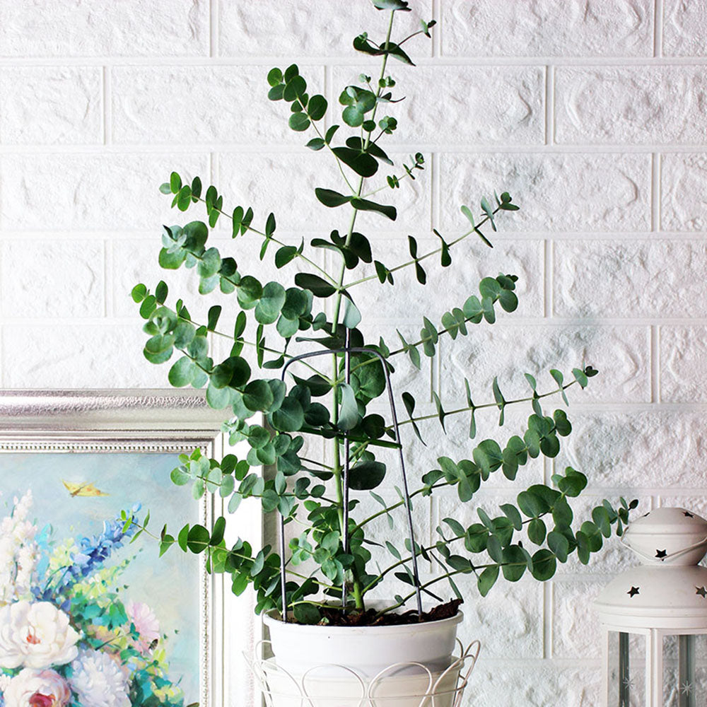 銀葉桉 | 圓葉尤加利 | 長大的葉片為銀色 | 銀元桉樹 | 陽光植物