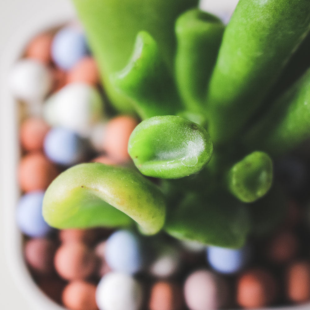 史瑞克多肉 | 史瑞克的耳朵 | 陽光植物