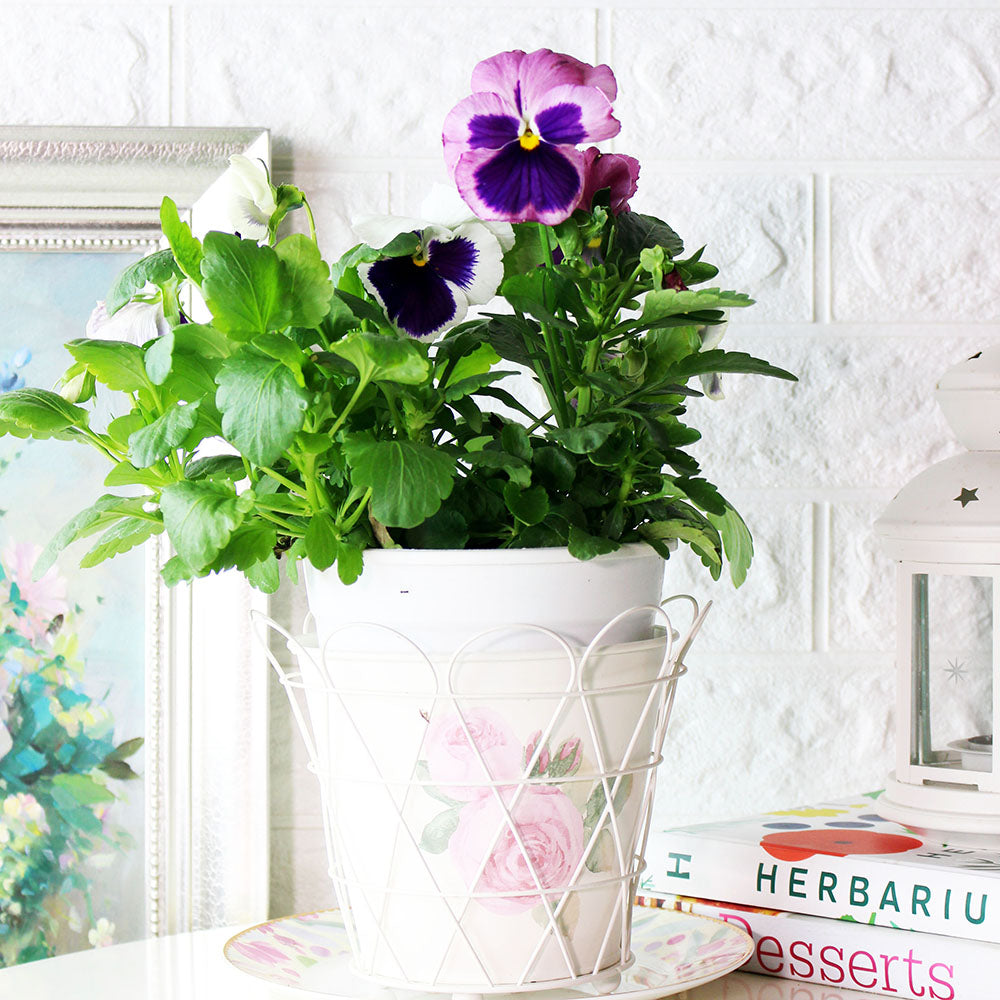 三色堇 | 食用花 | 陽光植物