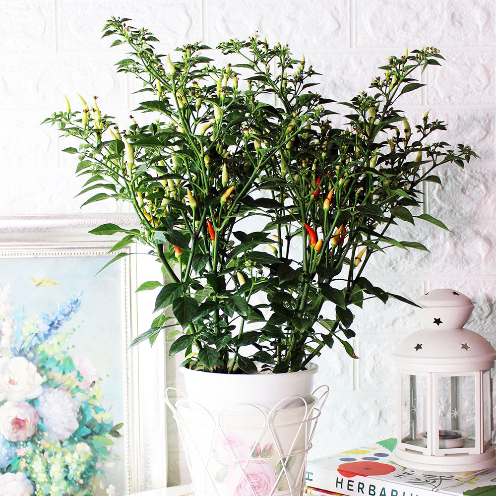 小槍辣椒 | 香氣很棒的辣椒 | 黃色、紅色的果實都可以食用 | 陽光植物