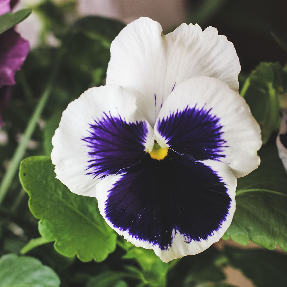 三色堇 | 食用花 | 陽光植物