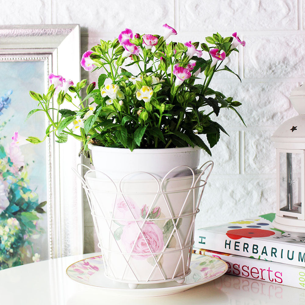 夏堇盆栽|花色隨機出貨|食用花|陽光植物