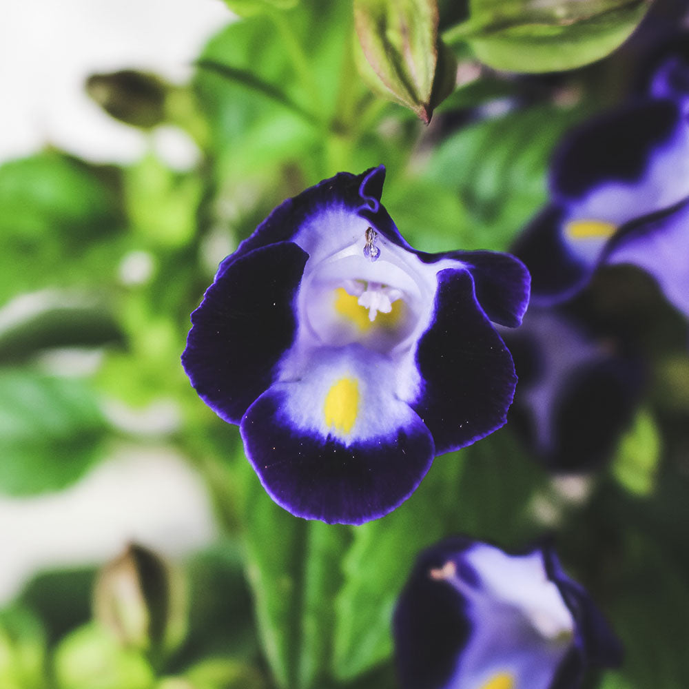 夏堇盆栽|花色隨機出貨|食用花|陽光植物