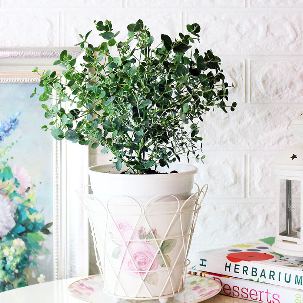 銀葉桉 | 圓葉尤加利 | 長大的葉片為銀色 | 銀元桉樹 | 陽光植物