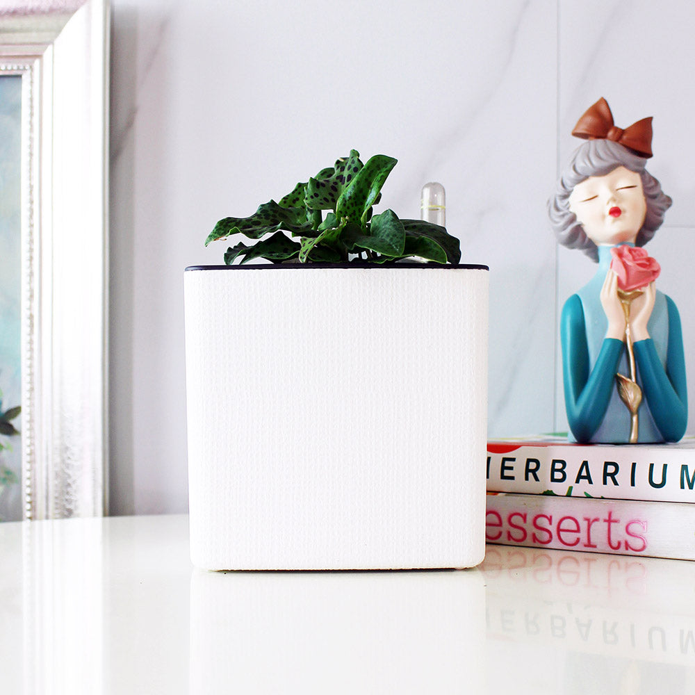 油點百合盆栽 | 花豹的耳朵 | 會開花且花會香 | 多肉植物