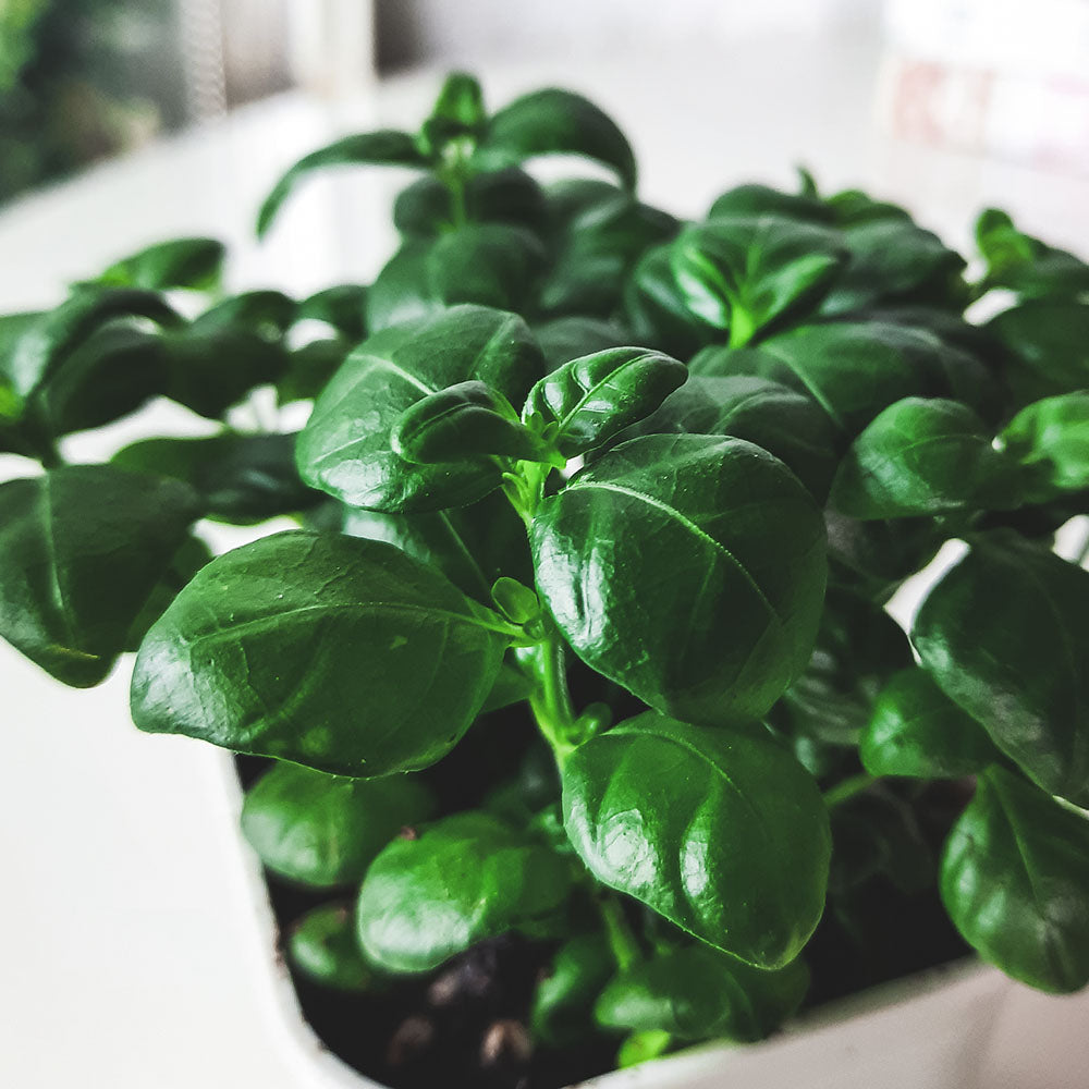 彈簧草 | 黑美人 | 室內植物