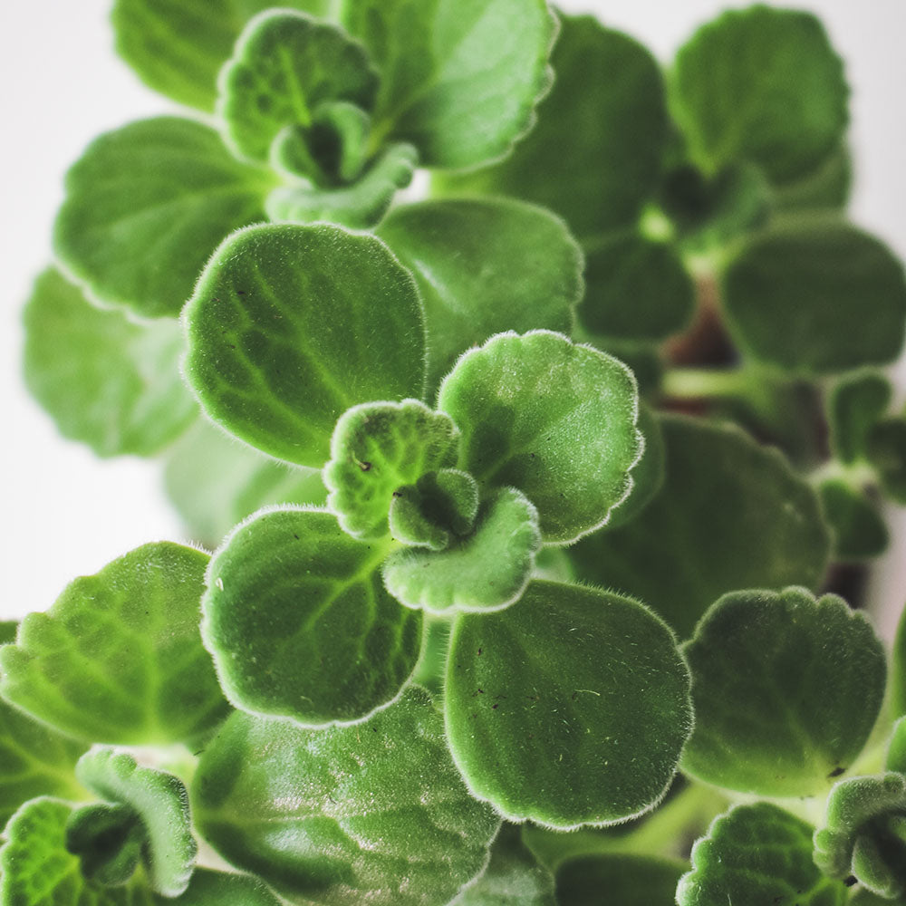 蘋果左手香|圓葉左手香|蘋果香氣|防蚊植物|小到手香 | 陽光植物