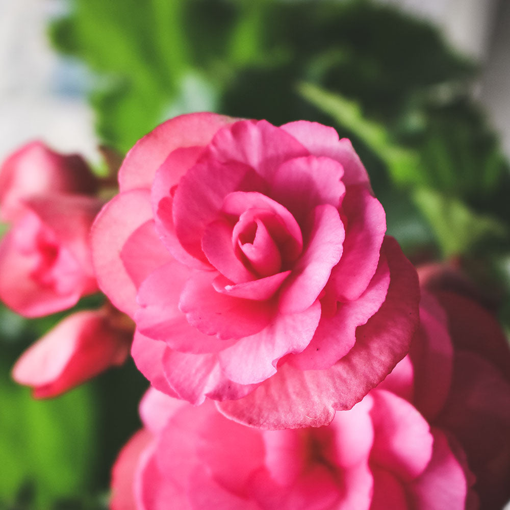 麗格海棠 | 開花量大 | 玫瑰海棠|陽光植物|花色隨機出貨