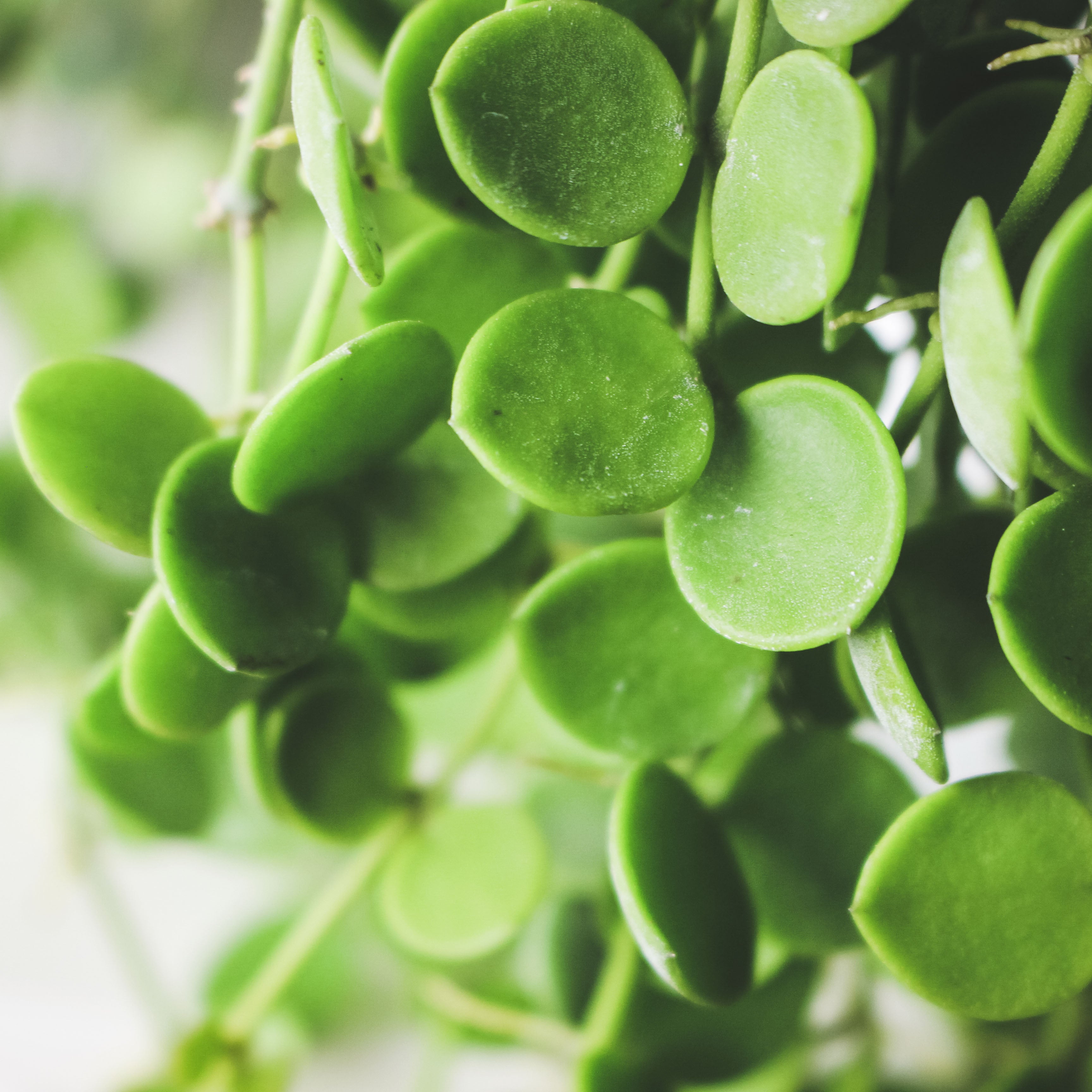 串錢藤盆栽|鈕扣玉藤|綠太鼓