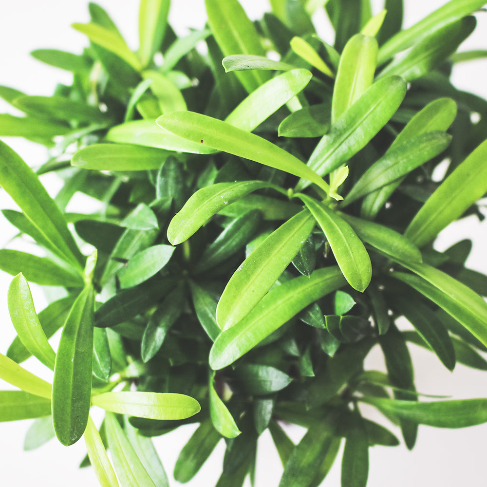 蘭嶼羅漢松 | 耐強風 | 台灣本土 | 種子植物 | 陽光植物