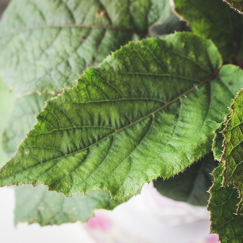 奇異果 | 吉利果 | 果實香甜且果形碩大 | 陽光植物