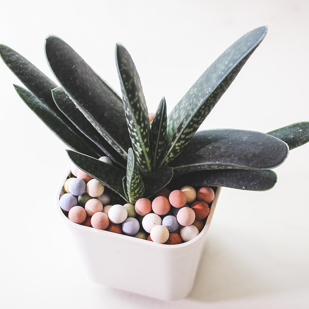 子寶盆栽 | 多肉植物 | 陽光植物