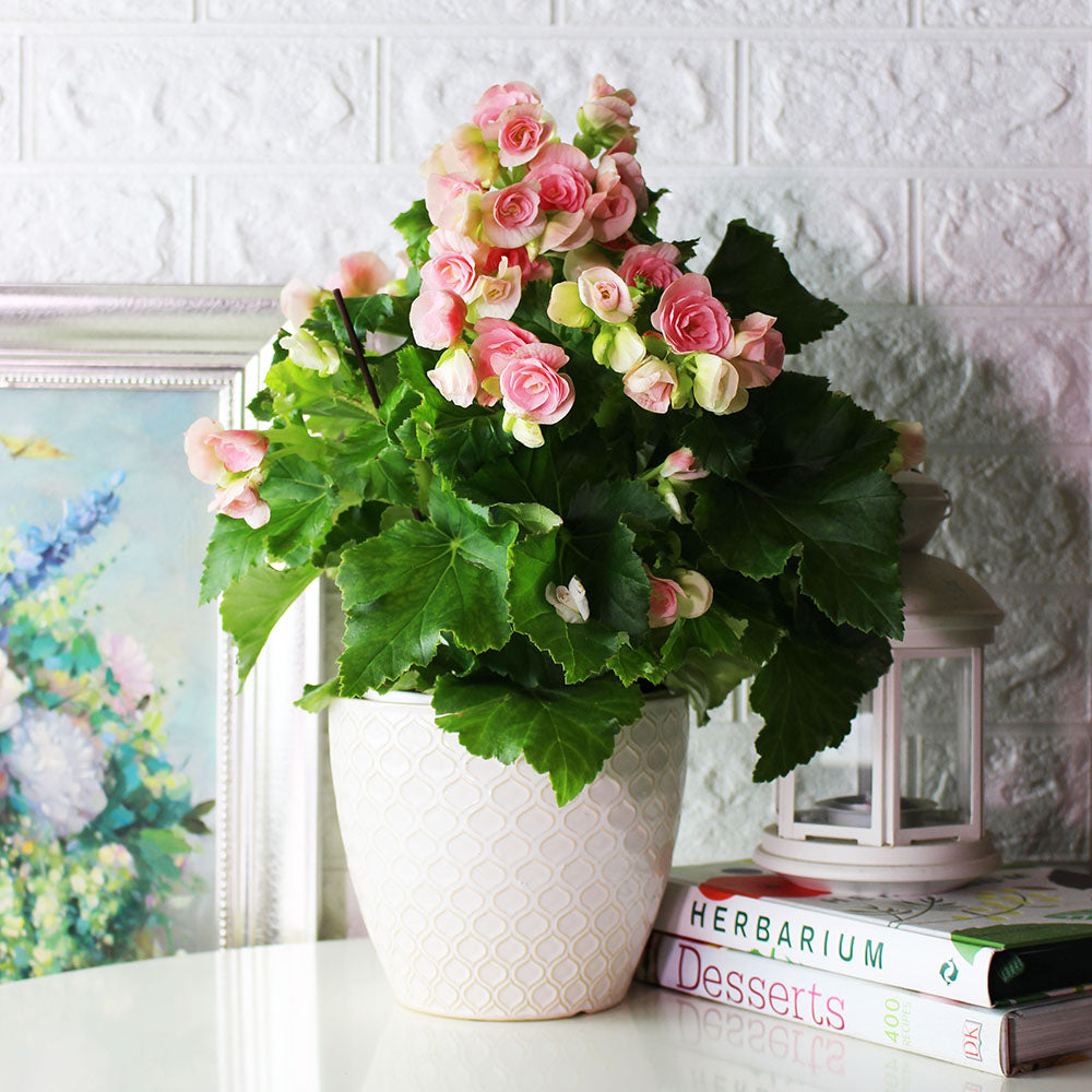 麗格海棠 | 開花量大 | 玫瑰海棠|陽光植物|花色隨機出貨