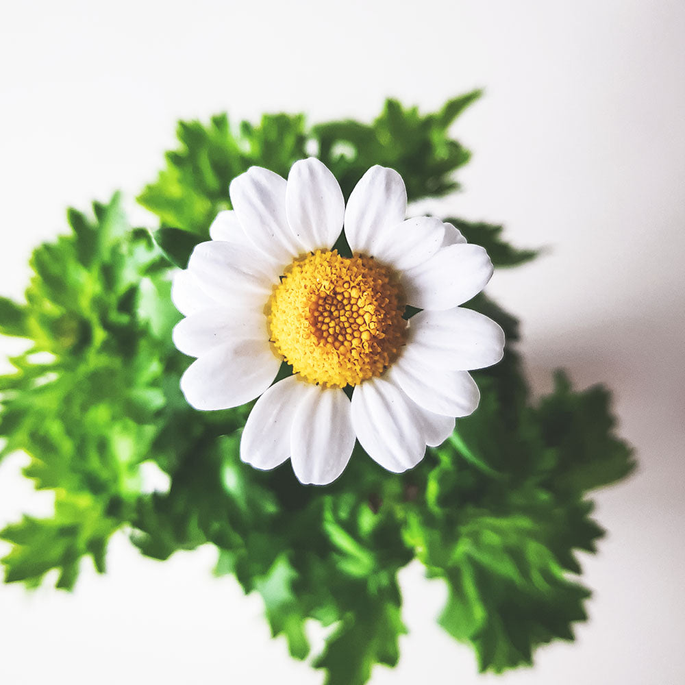 白晶菊 | 雛菊般的小花朵 | 陽光植物