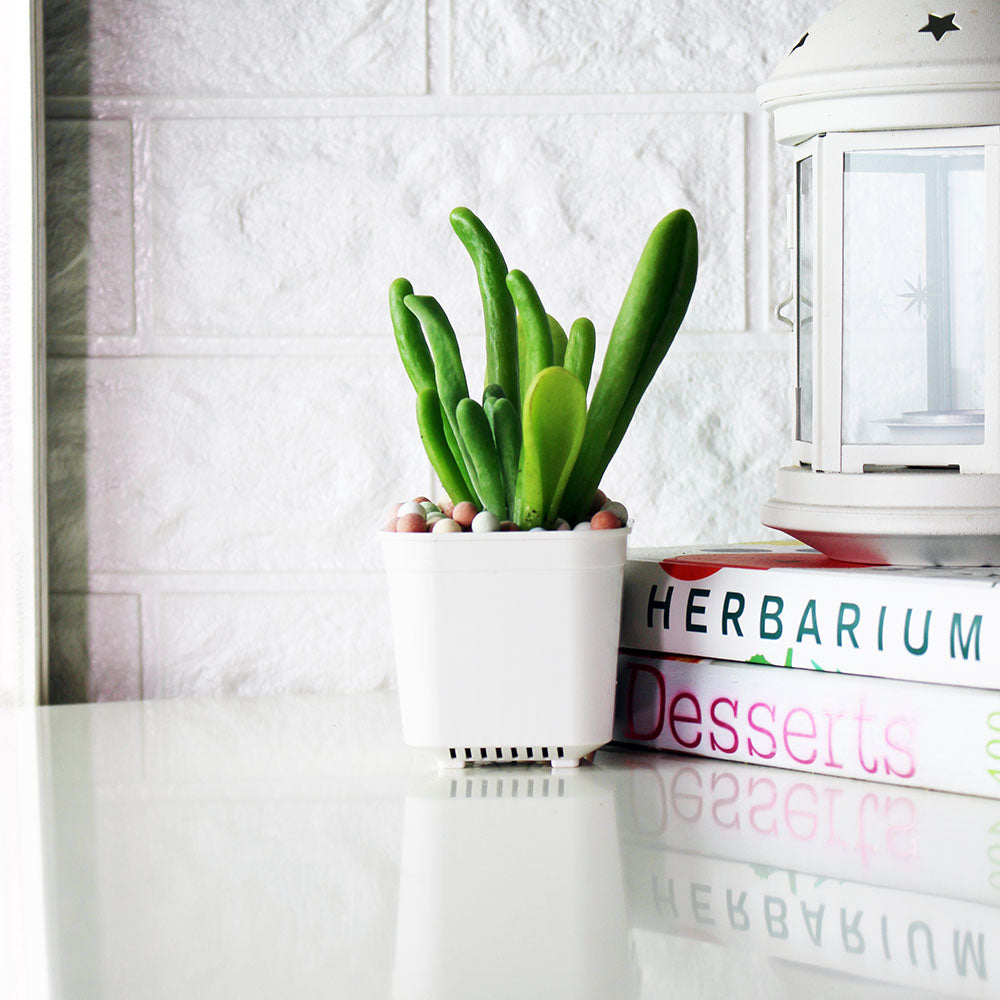 史迪奇多肉盆栽(附彩色陶粒)