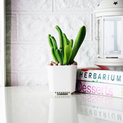 史迪奇多肉盆栽(附彩色陶粒)