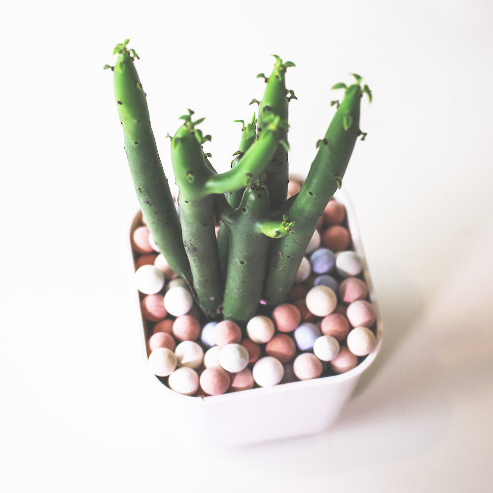 綠珊瑚盆栽 | 多肉植物 | 陽光植物