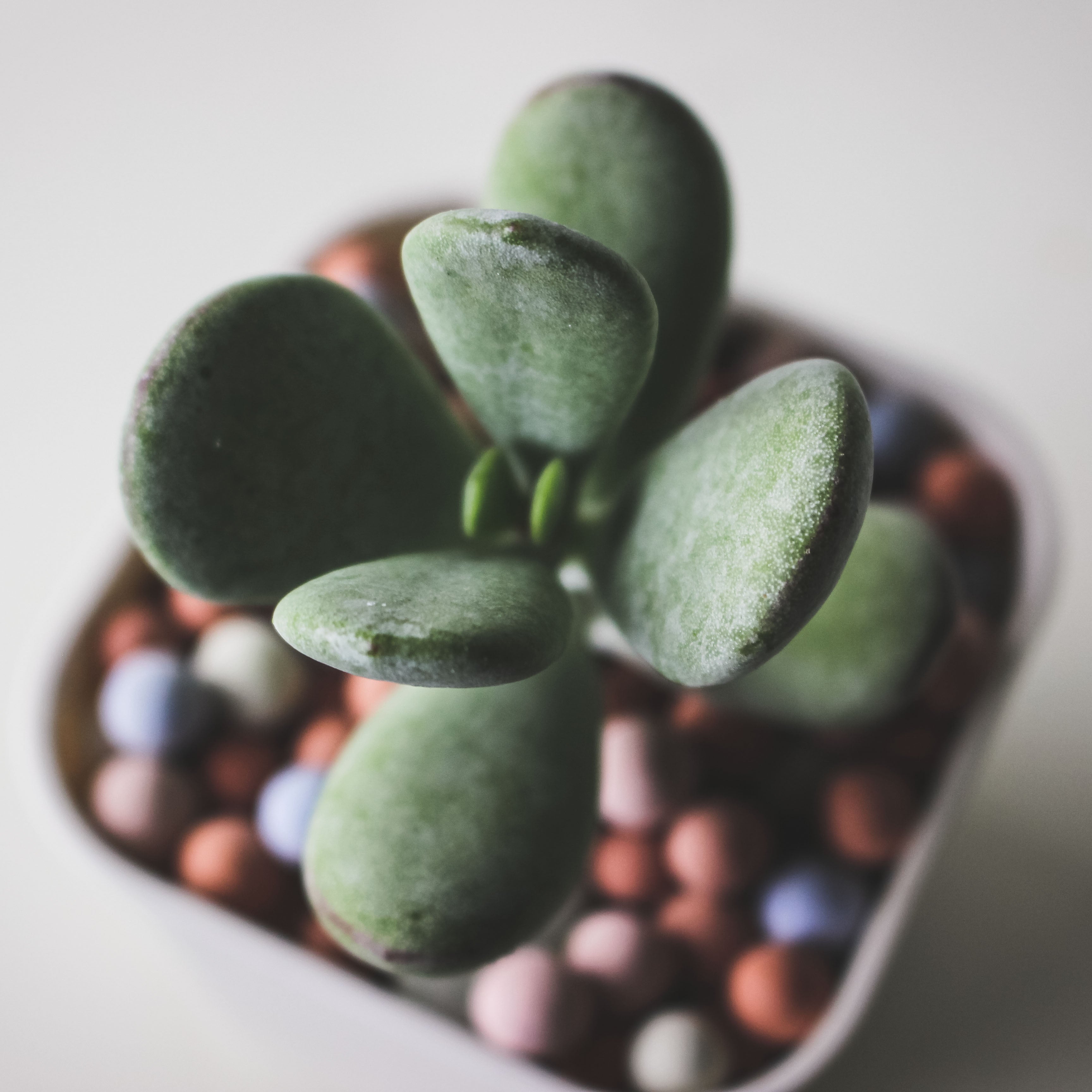 手指餅乾 | 拇指的葉片| 模樣討喜 | 多肉植物 | 陽光植物